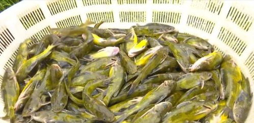 洪水過后，畜牧漁業生產自救指南——飼料安全與使用要點