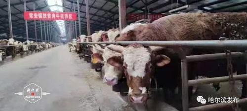正大集團(tuán)投資1.32億賓縣建廠，打造畜牧產(chǎn)業(yè)鏈新引擎