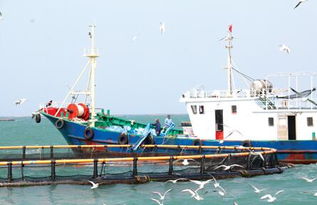 向海圖強(qiáng) 海南臨高如何以漁業(yè)傳統(tǒng)優(yōu)勢賦能海洋牧場與畜牧飼料新賽道